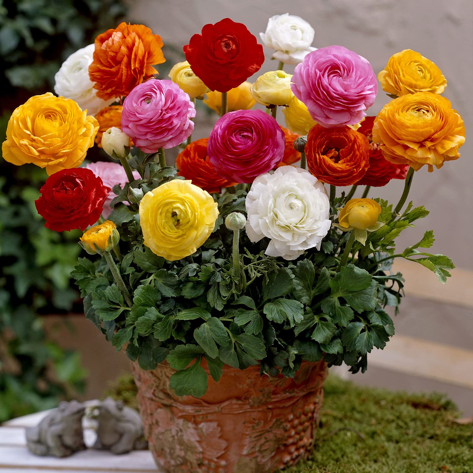 Ranunculus Double Flower Bulbs for Home Garden Pack of 1 Bulbs BY Zabbus Mixed (B0BQ3WQ8KQ) Amazon Price History, Amazon Price Tracker