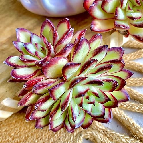 Miniatura 3 de FWPP Succulents Plants Live Echeveria Red Flame,Mini Succulents Red 3 inches Mini Succulents,Bare Root Without Pot,Succulent Plant Live Decoration