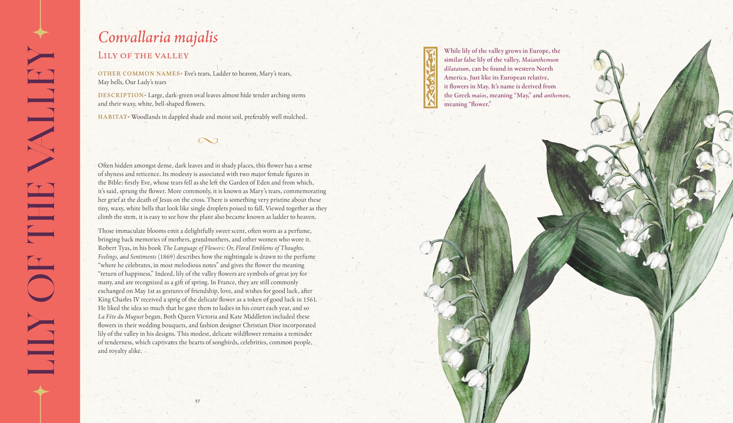 The Folklore of Wildflowers: Stories and History in Bloom