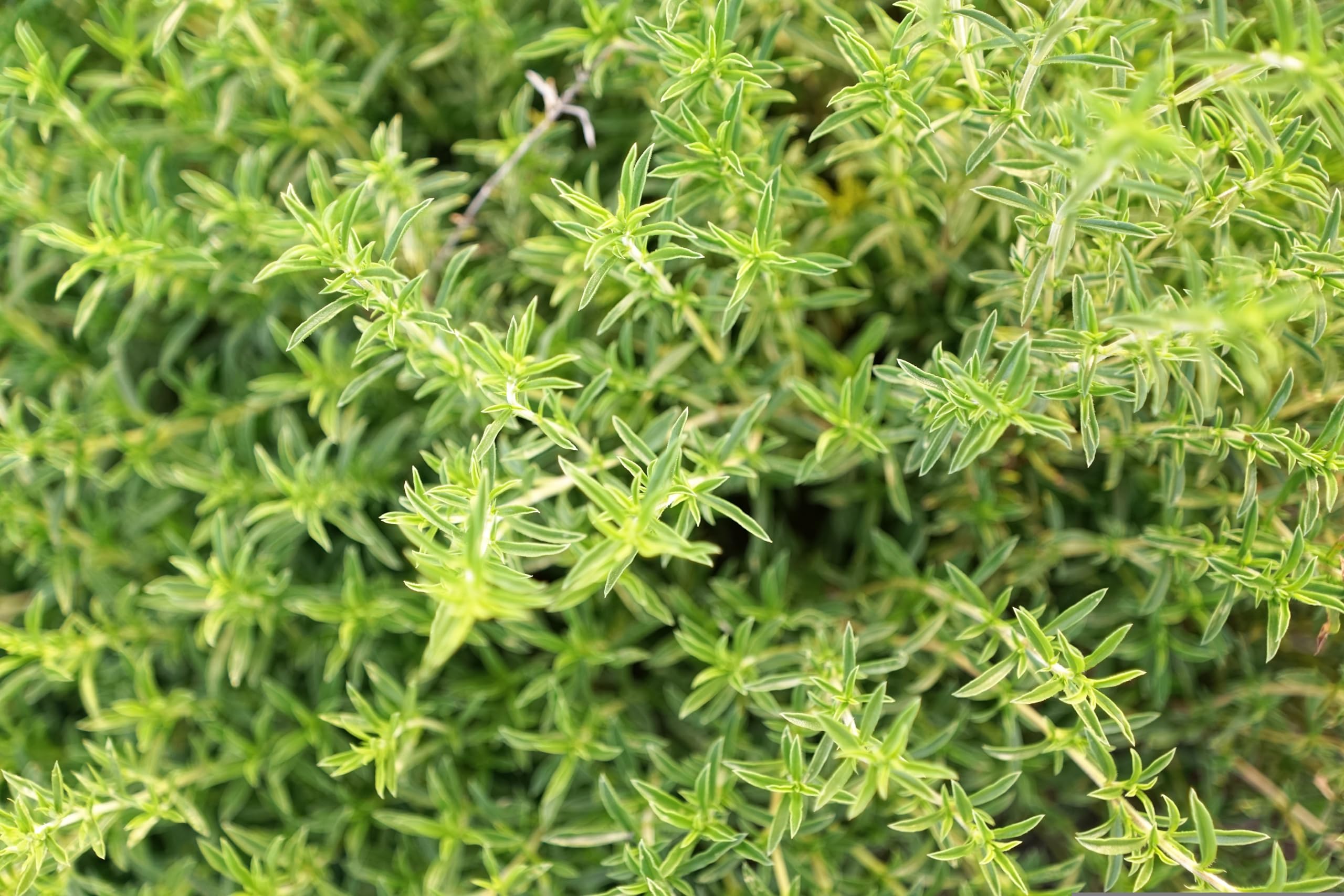 Sommer Bohnenkraut (Satureja hortensis) Samen. Küchenkraut, Heilpflanze (20000 Samen = 18,0g)