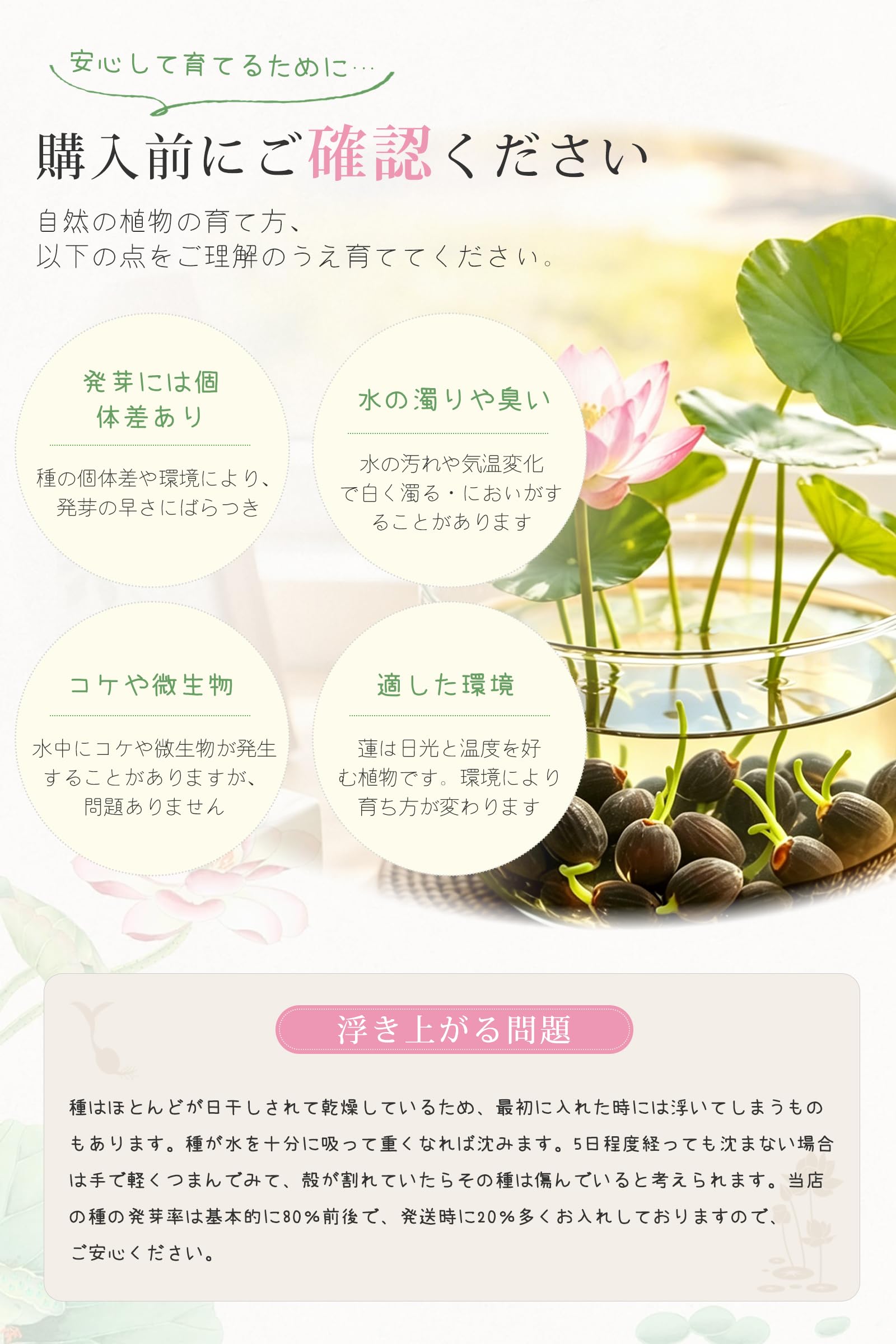 Amazon.co.jp: [TAIGU]睡蓮の種 10粒＋予備2粒 茶碗蓮の種 睡蓮 ハスの