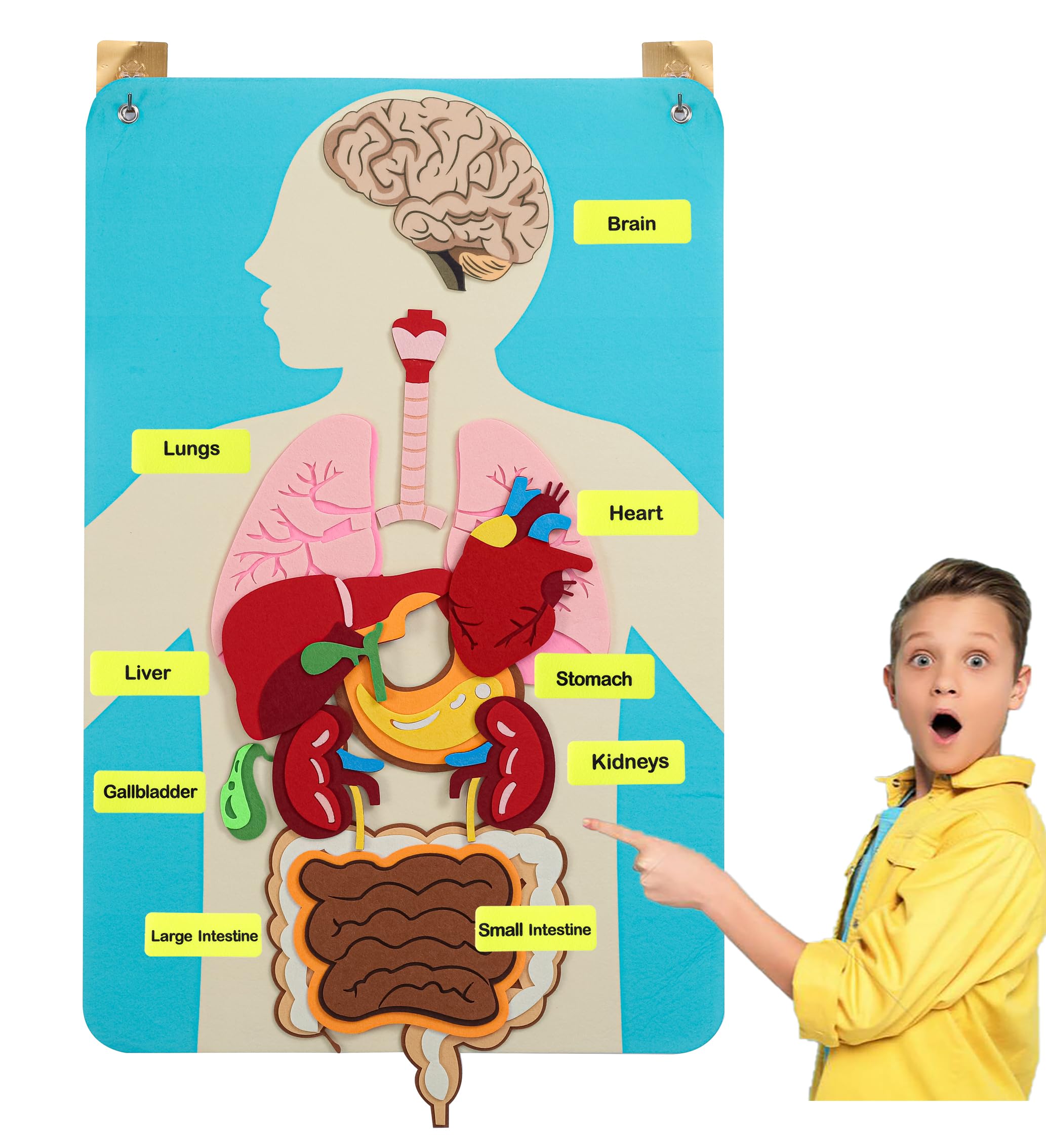 Hora de Lima Body Parts Learning Kit Felt Artcraft Human Anatomy 3D Organ Costume Cognitive Board for Kids Sensory Educational Tool Toy Removable for Home Preschool Early Childhood Teaching Aid
