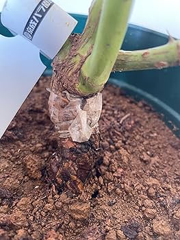 Amazon.co.jp: 四季咲きバラ大苗【四季咲き大輪系「アダージョ