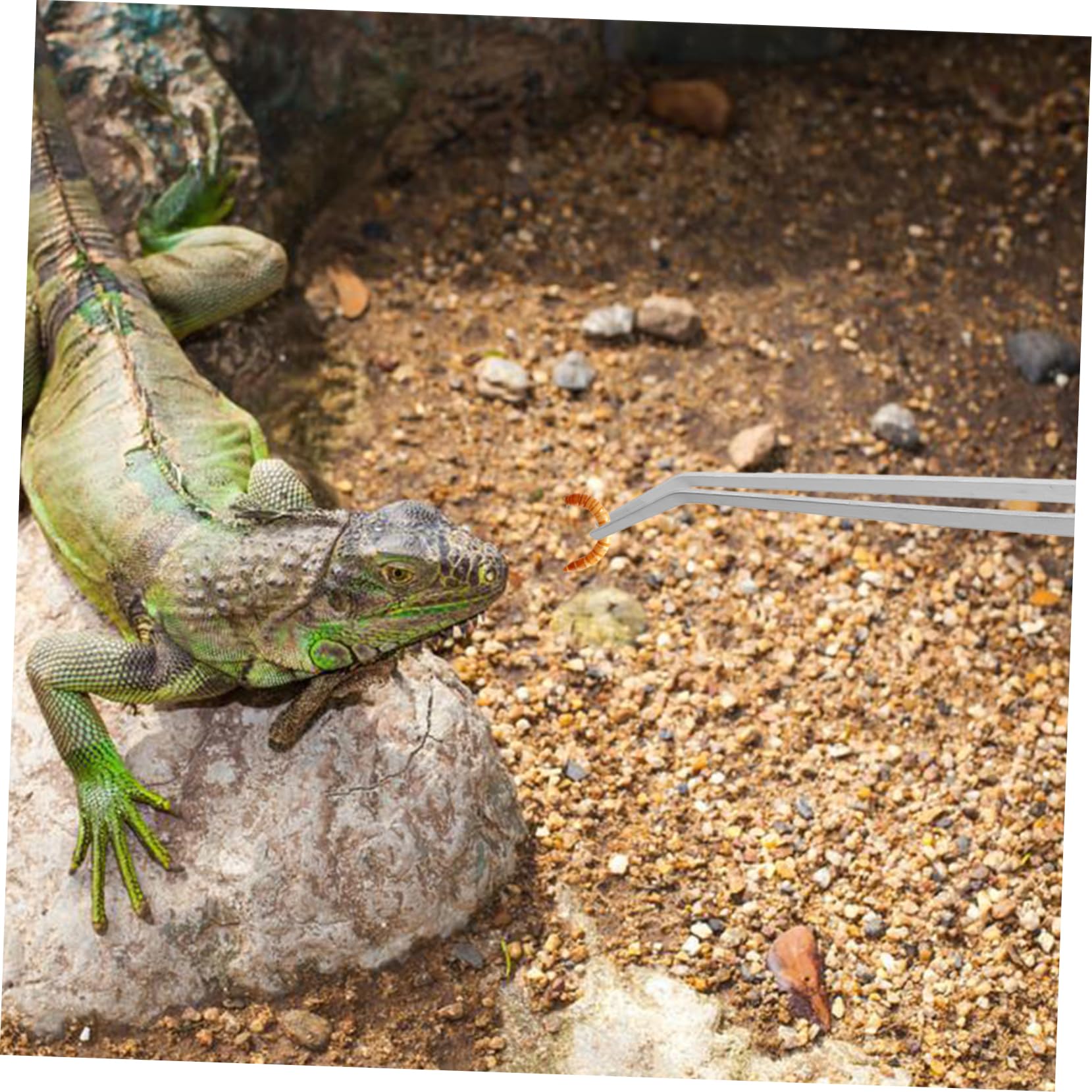 2piezas Pinzas De Alimentación Para Reptiles Extralargas Mango Unidades Herramientas Para Terrarios y Acuarios