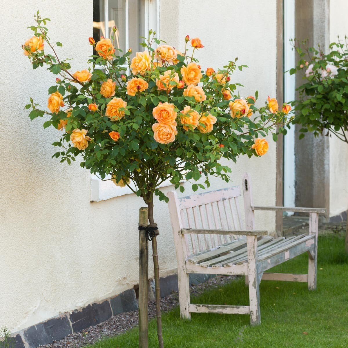 Aiden Gardens Rare Grafted English Tree Rose Plant Lady of SHALOTT Apricoat Yellow Color 1 Healthy Live Plant