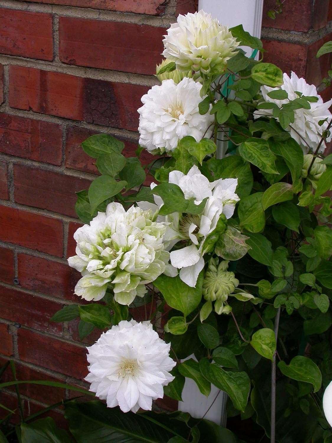 Clematis Duchess of Edinburgh - Live Plant in a 4 Inch Growers Pot - Clematis 'Duchess of Edinburgh' - Starter Plants Ready for The Garden - Beautiful White Bloom Flowering Vine