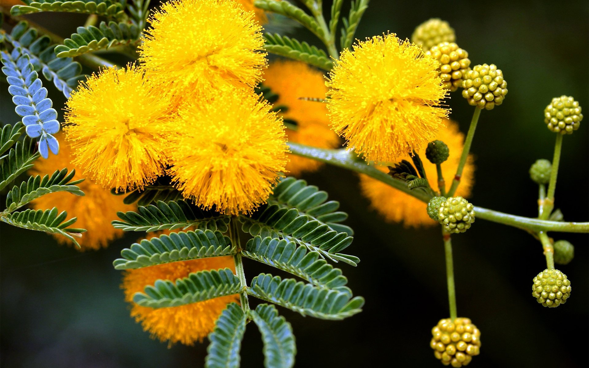 Indian Climate Suitable Yellow Mimosa Flower Tree Seeds ,Sold by Vasuworld-picture-16