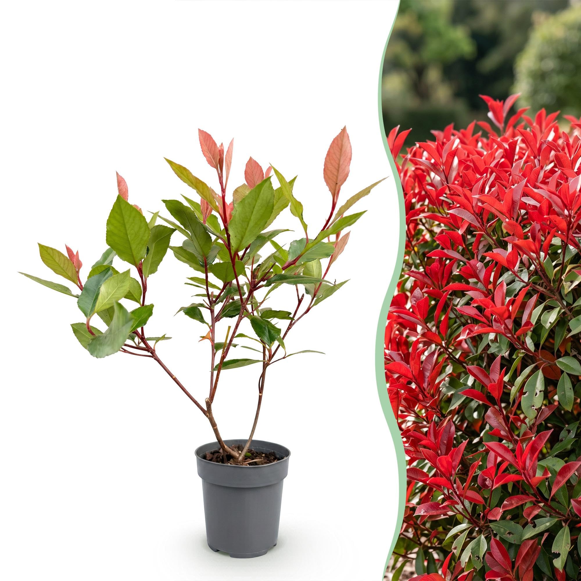 Green boutiQ - 16x Photinia fraseri Little Red Robin - Glansmispel - Plantes de haie - Persistant - Rouge - Pot 9cm - Hauteur 25-35cm