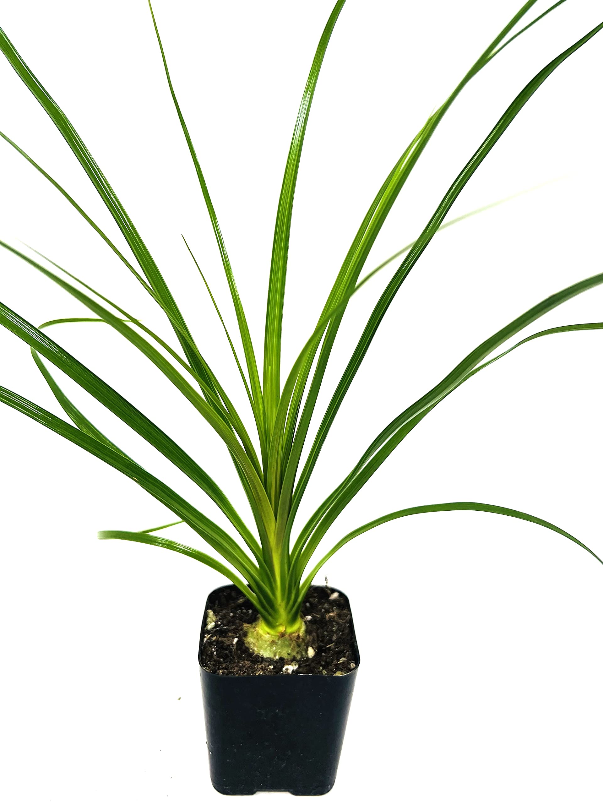 Amazon.com : Ponytail Palm -Beaucarnea recurvata 2