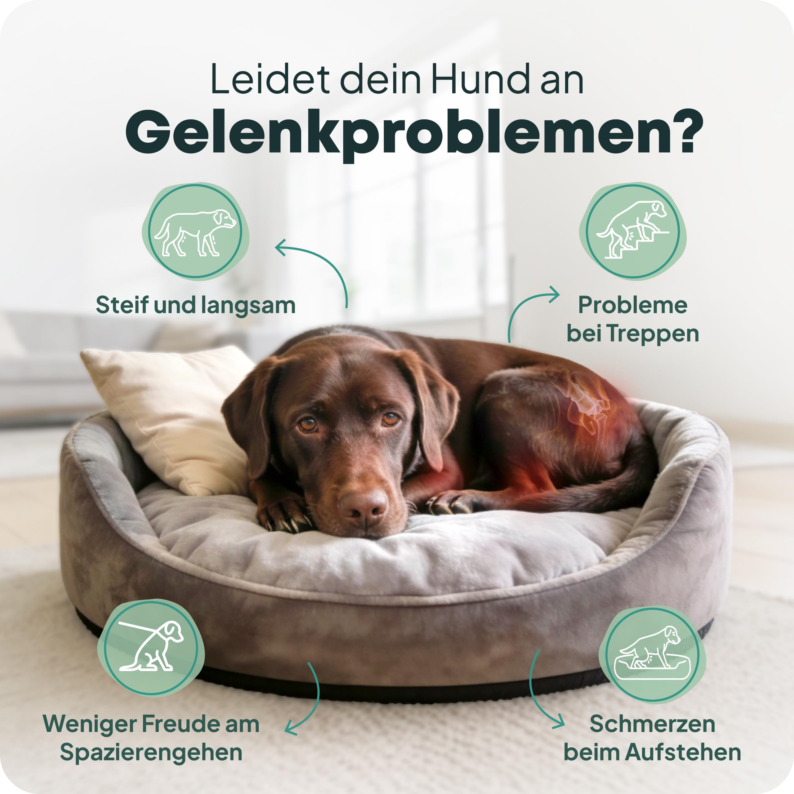 Dog Joint Support Grünlippmuschel Hund 200 ml I Flüssiges Gelenkpräparat für Hunde I Mit Curcumin & Schwarzem Johannisbeerblatt I Unterstützt Knorpel & Beweglichkeit
