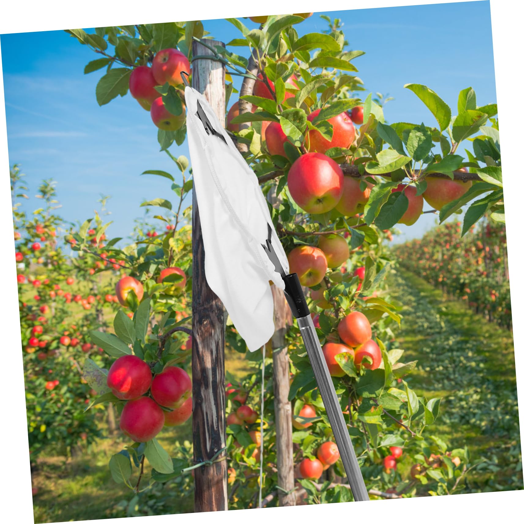 Recolector de Naranjas Ajustable de Acero Inoxidable Cabezal de Garra | Herramienta para Frutas Palo Extensible, Decoracion Otono, Uso Versátil en Huerto