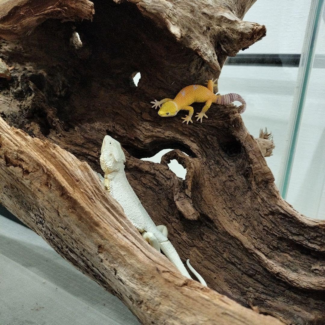 No.901】超大型シェルター流木 【No.901】 超大型シェルター流木