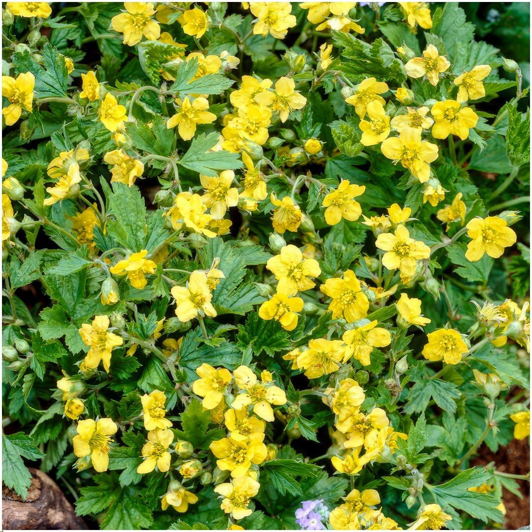 Plants by Frank 48x Waldsteinia Ternata, Dreiblatt Golderdbeere, Ø 9 cm | Waldsteinia ternata, Fraisier doré, Couvre-sol Rustique Vivace persistant, Plantes Vivaces, Pot 9 cm, Hauteur : 15 cm