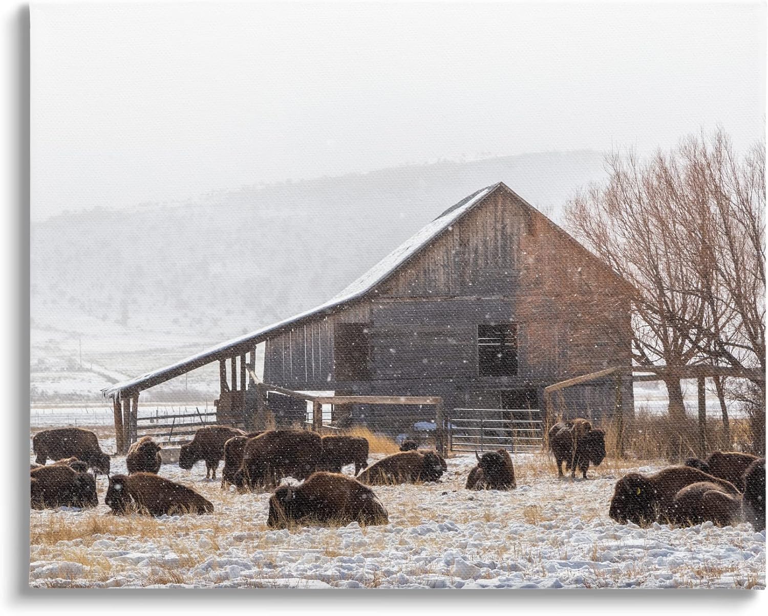 Stupell Industries Snow Dusted Barn Buffalo Bison Rural Farm, Design by Jeff Poe Photography