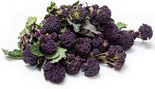 Vegetable Plants - Sprouting Broccoli 'Cardinal' - 12 x Plug Plant Pack - Garden Ready + Ready to Plant - Premium Quality Plants