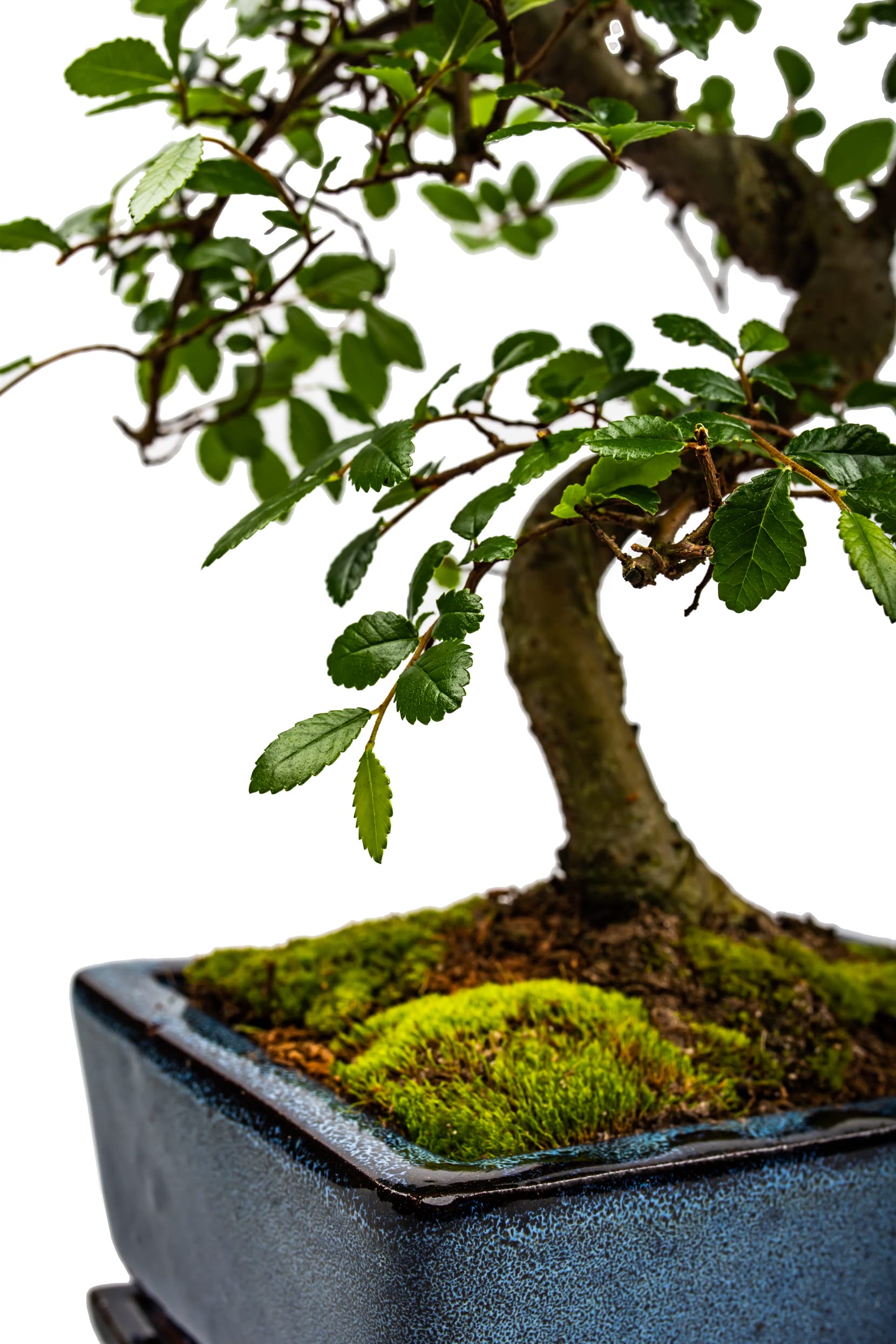 Bonsai Baum mit Keramik Blumentopf - Chinese elm - ca. 10 Jahre (ca.30-40 cm hoch)