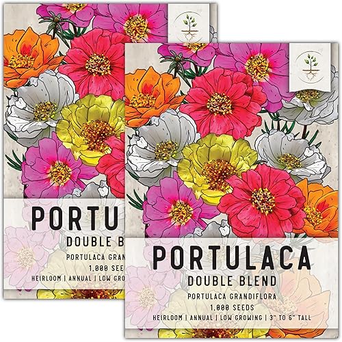 Seed Needs, Semillas de rosa musgoportulaca para plantar (Portulaca grandiflora), paquete individual de 1,000 semillas cada una reliquia,