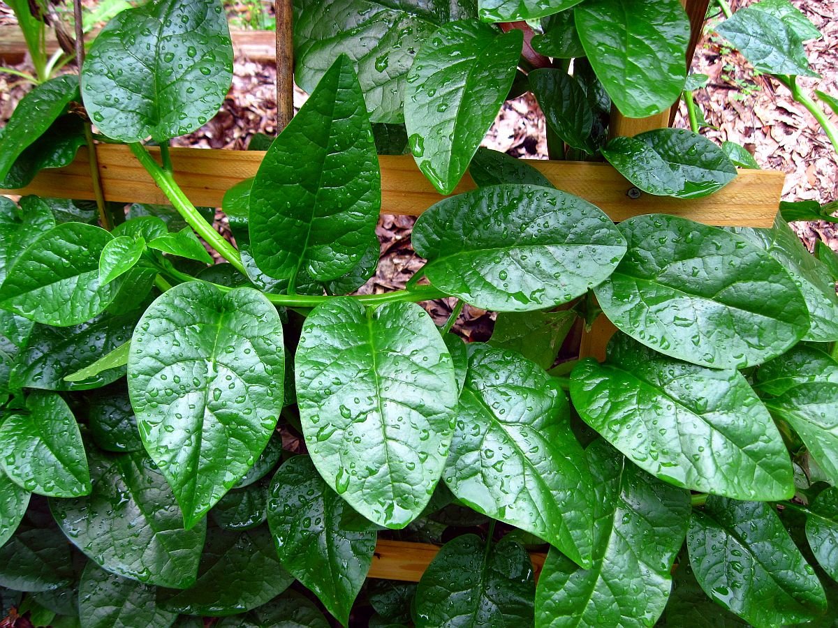 Asian Heirloom Green Leaf Malabar Spinach Seeds
