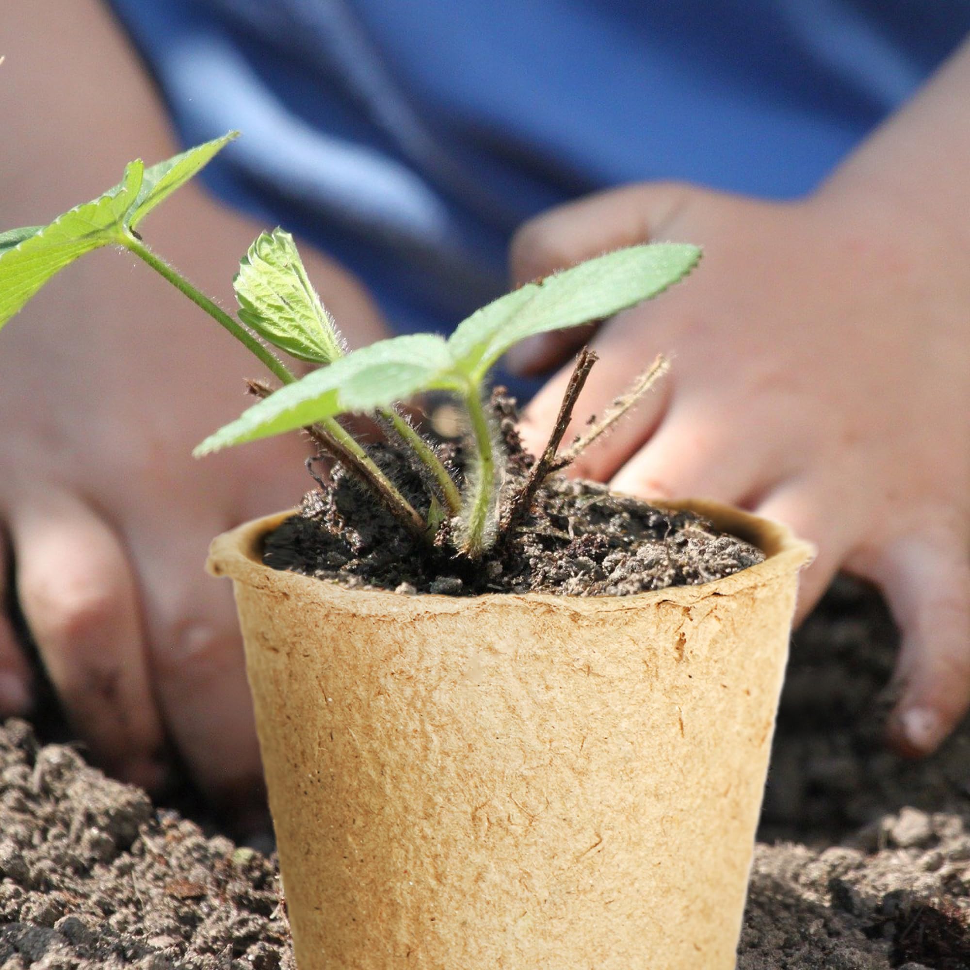 Mini-Serre De Propagation Schramm 27x19x11cm - Bac à Semis Avec 24 Pots Biodégradables