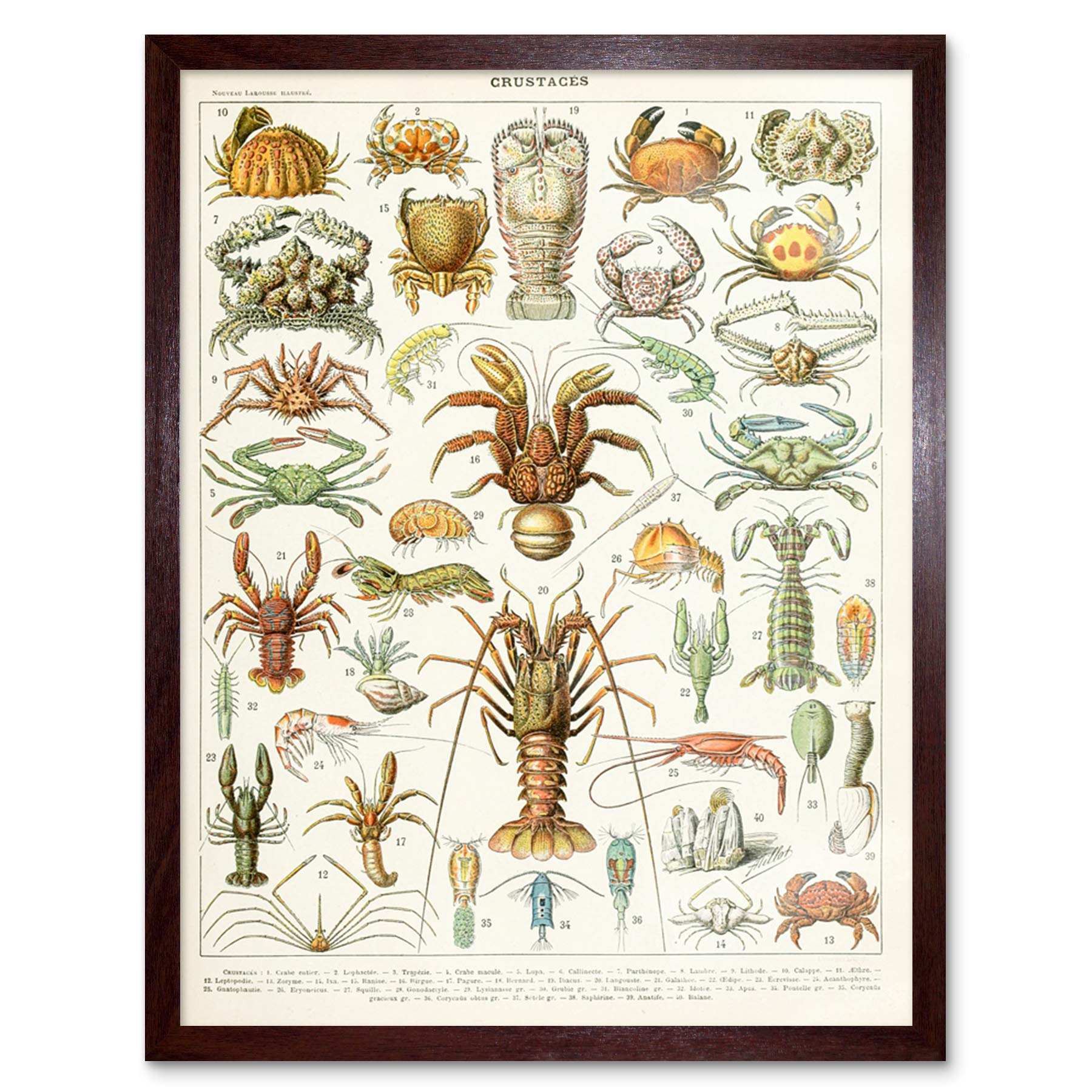 Artery8 Millot Encyclopedia Page Crustaceans Lobster Art Print Framed Poster Wall Decor 12x16 inch