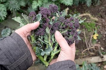 Carters Purple Sprouting Broccoli Seeds Hardy Brassica Vegetables, High Yield, Succulent Purple Spears, Early Spring Summer Crop, Easy Grow Garden Seeds