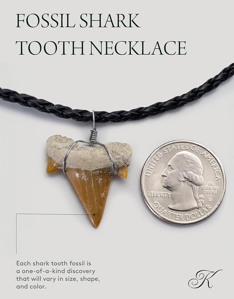 Amazon | KALIFANO 化石サメの歯ネックレス - 本物の先史時代のサメの