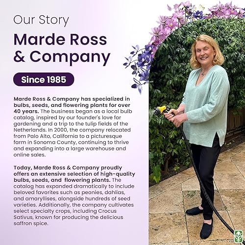 Miniatura 7 de Picasso Amaryllis  Bombilla de raíz desnuda de 10.2-11.0 in  Blanco picotee con bordes rosados y rojos  Elegante exhibición floral  Ideal para