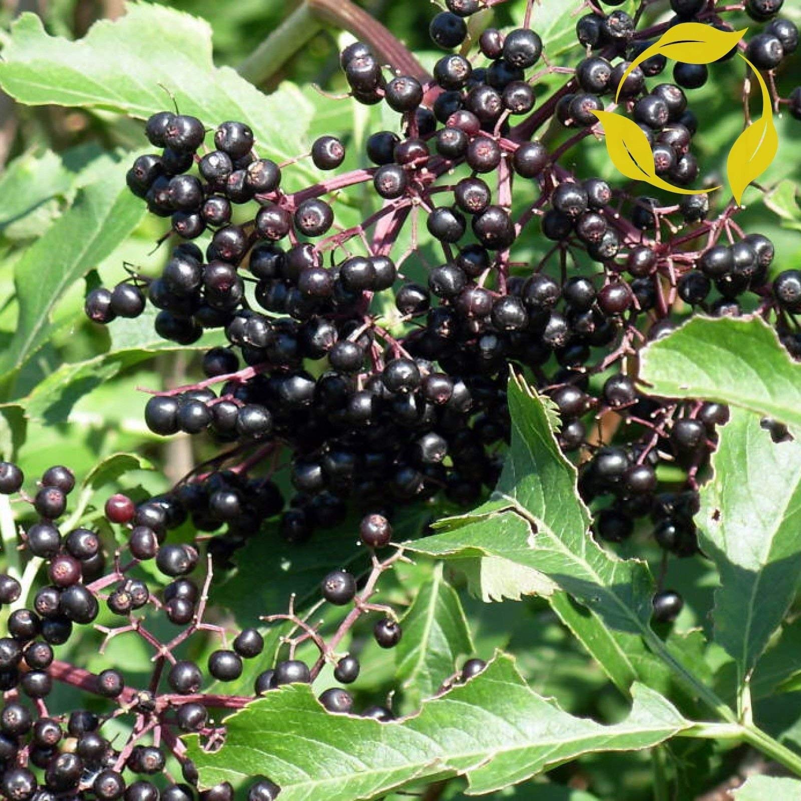 American Elderberry Sambucus Canadensis - 120+ Seeds