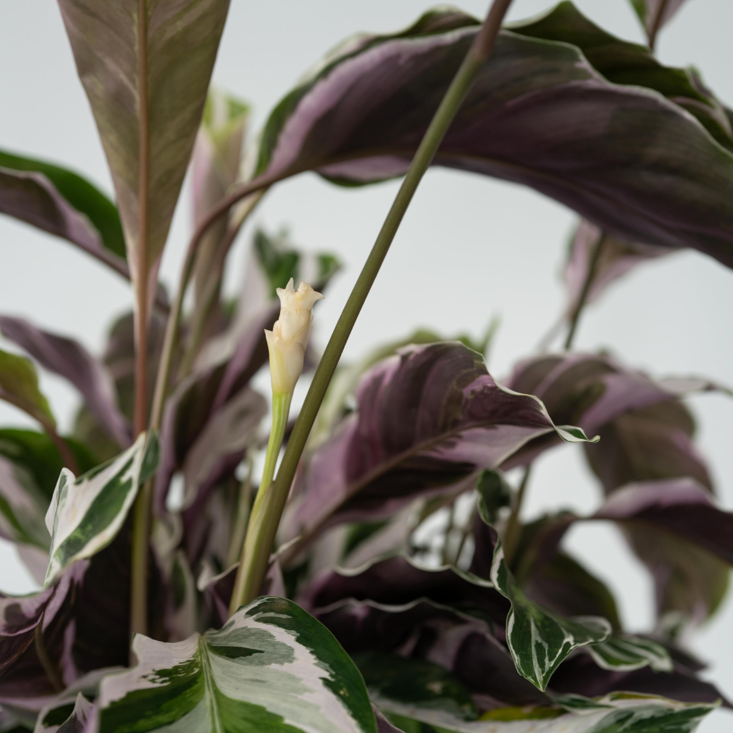 Plant in a Box - Calathea 'Fusion White' - Set de 2 - Maceta 14cm - Altura 30-40cm - Planta de interior purificadora del aire - hermosas hojas