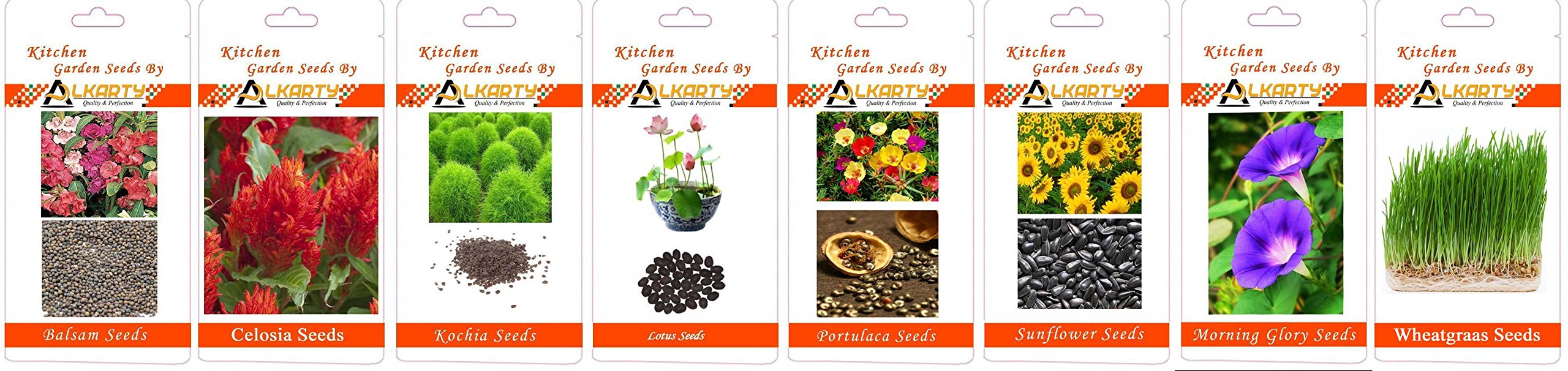 Balsam, Celosia, Kochia, Lotus, Portulaca, Sunflower, Morning Glory, Wheatgrass Summer Flower Seeds Pack of 20 Each-picture-16