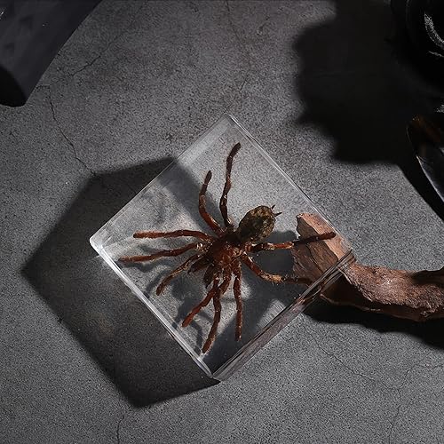 Miniatura 80 de Espécimen de esqueleto de murciélago real en resina para educación científica en el aula, gran regalo para fanáticos de la taxidermia, cráneo