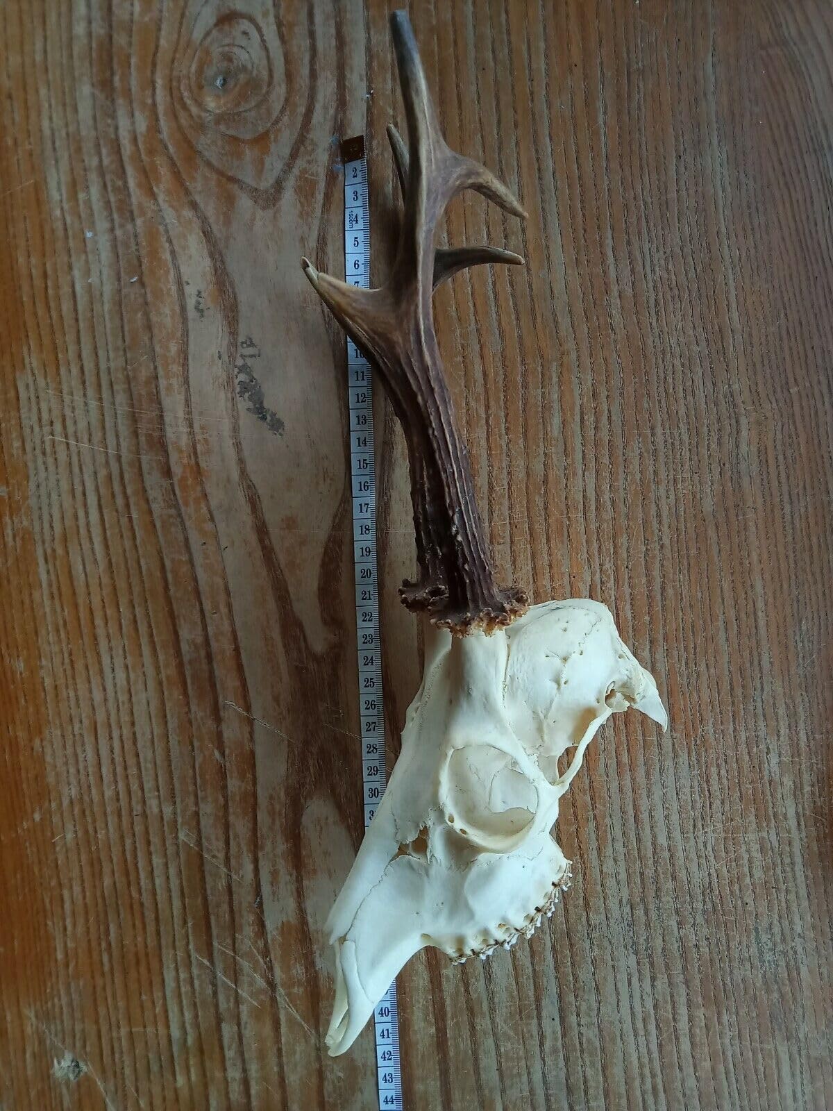 Cráneo de ciervo y cuernos, tanidermia, curación chamánica, decoración gótica del hogar, calavera grande de ciervo