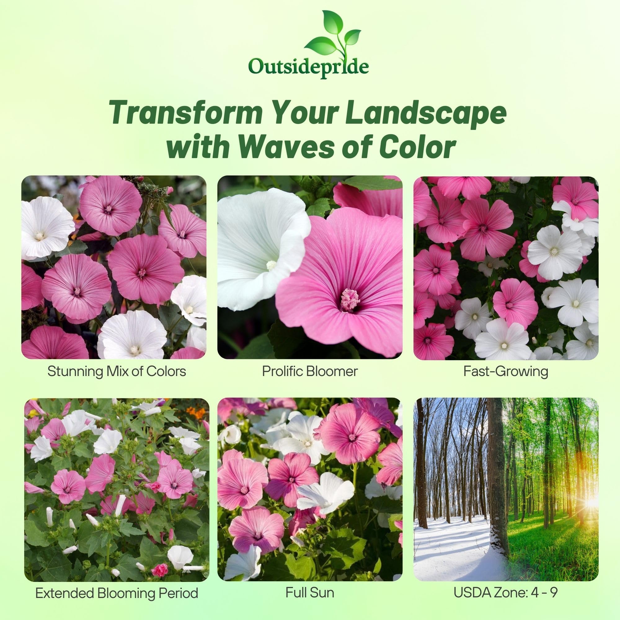 Amazon.com : Outsidepride Mixed Rose Mallow Seeds - 1000 Pcs