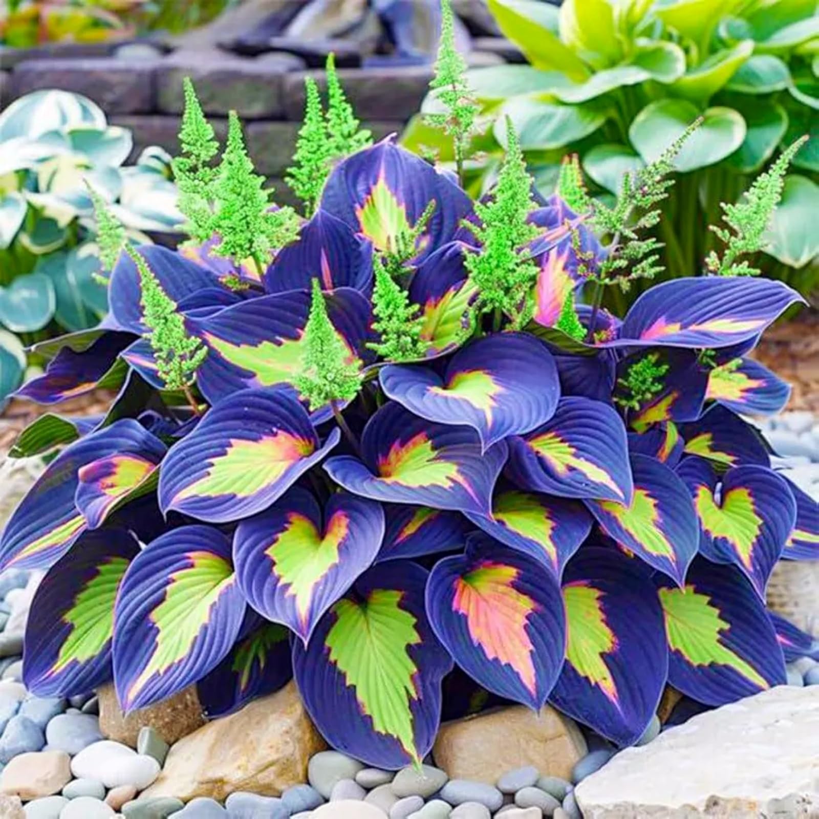 Perennial/Butterfly Flower//Hostas rhizomes/Hosta Bulbs for Planting Now UK/Excellent Display-6Bulbs -a