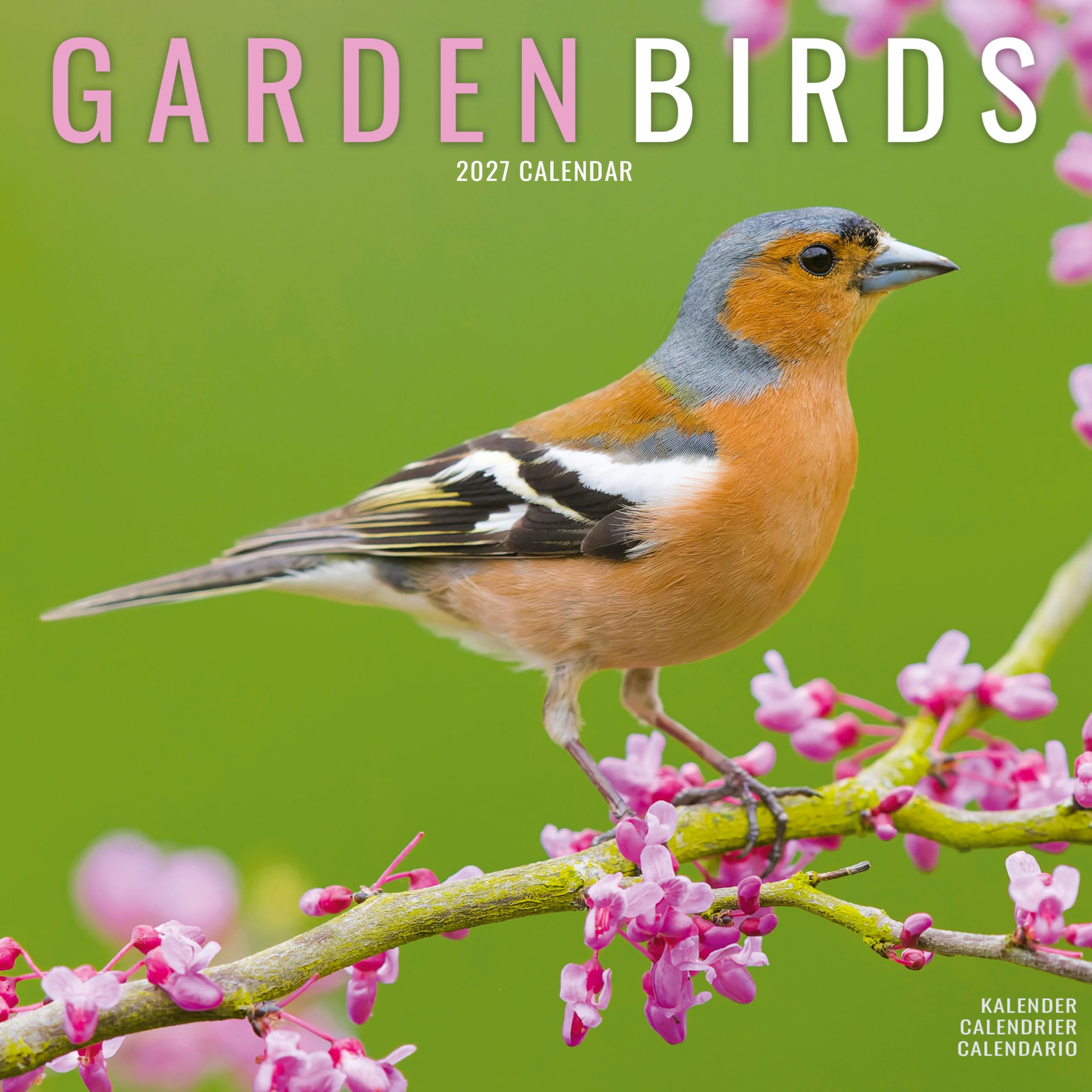 Garden Birds 2027 Calendar | Square Wall Calendar | Bird Gift | Plastic Free Packaging | by Avonside Publishing
