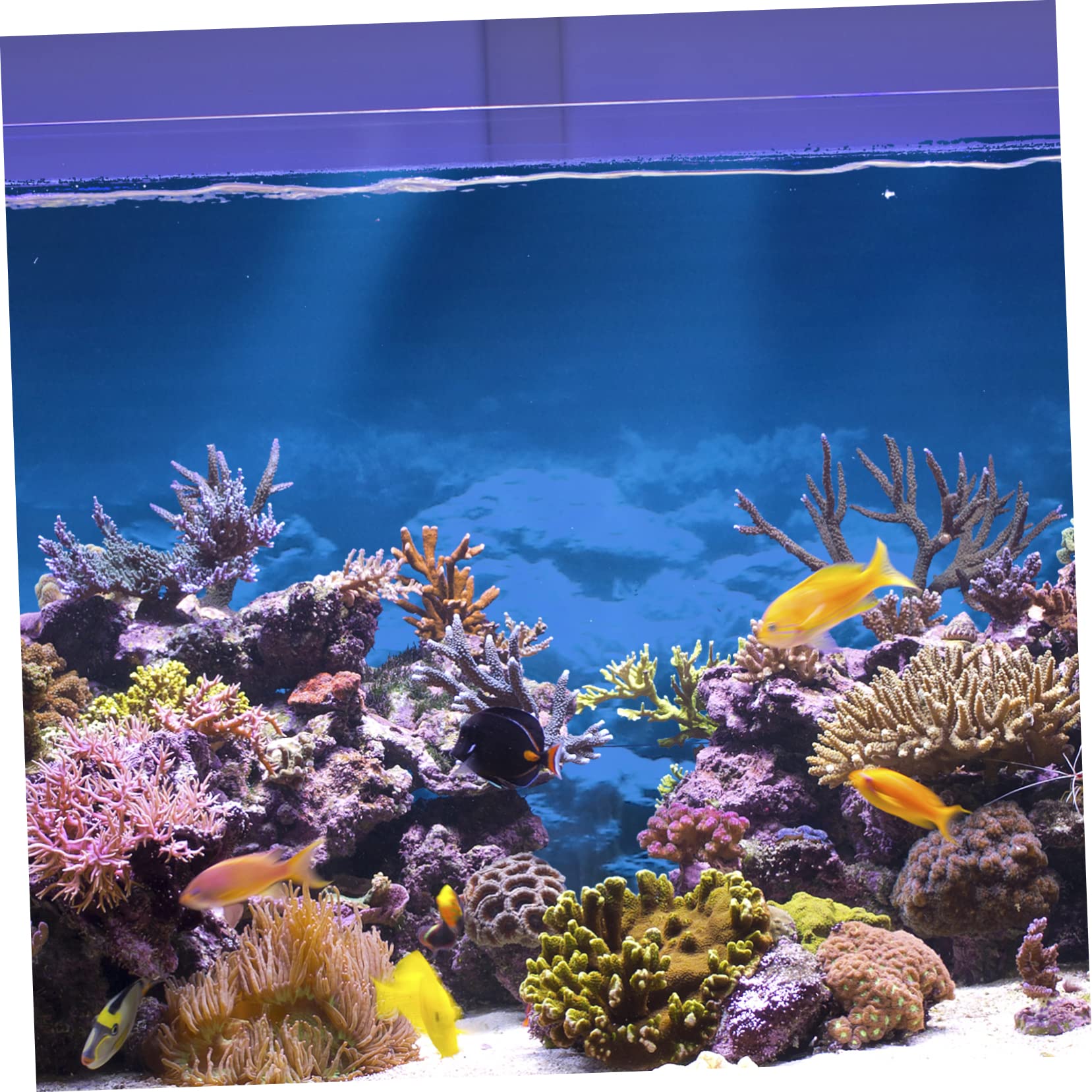 Happyyami 3pièces Autocollant De Fond Aquarium avec Motif De Récif Corallien Décoration Murale pour Aquarium Stickers Adhésifs pour Réservoir De Poissons
