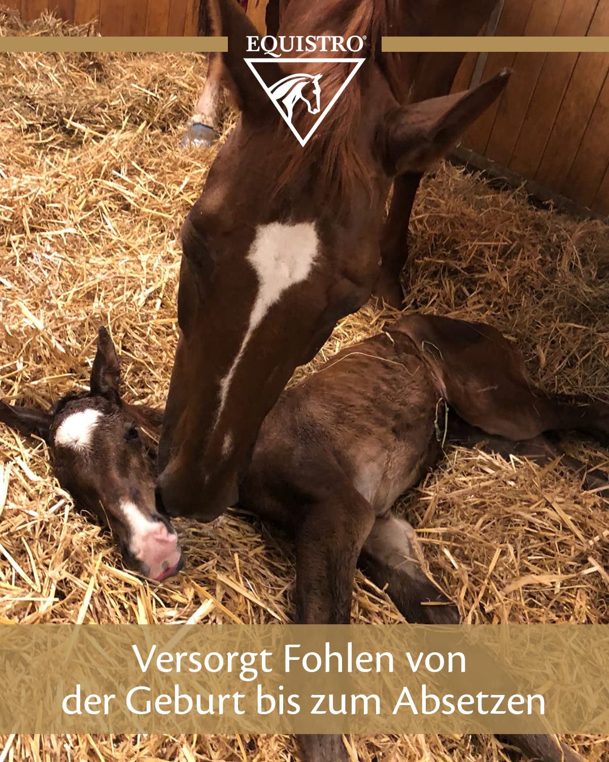 Equistro IPALIGO FOAL - Opakowanie 3 strzykawek