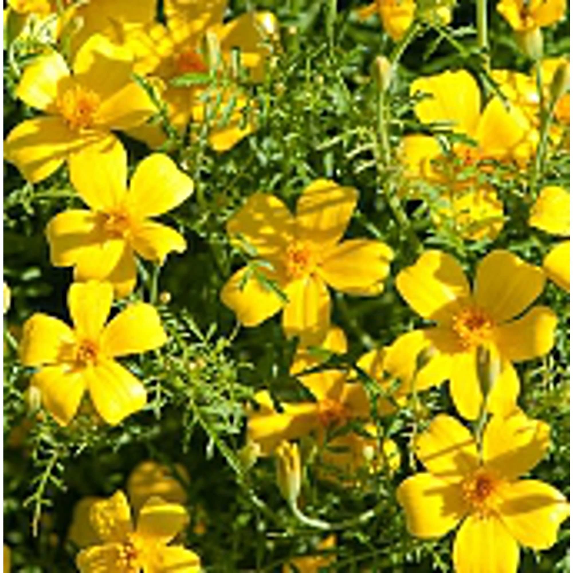 Amazon.com : Marigold Flowers (Lemon Gem) Seeds (20+ Seeds) | Non