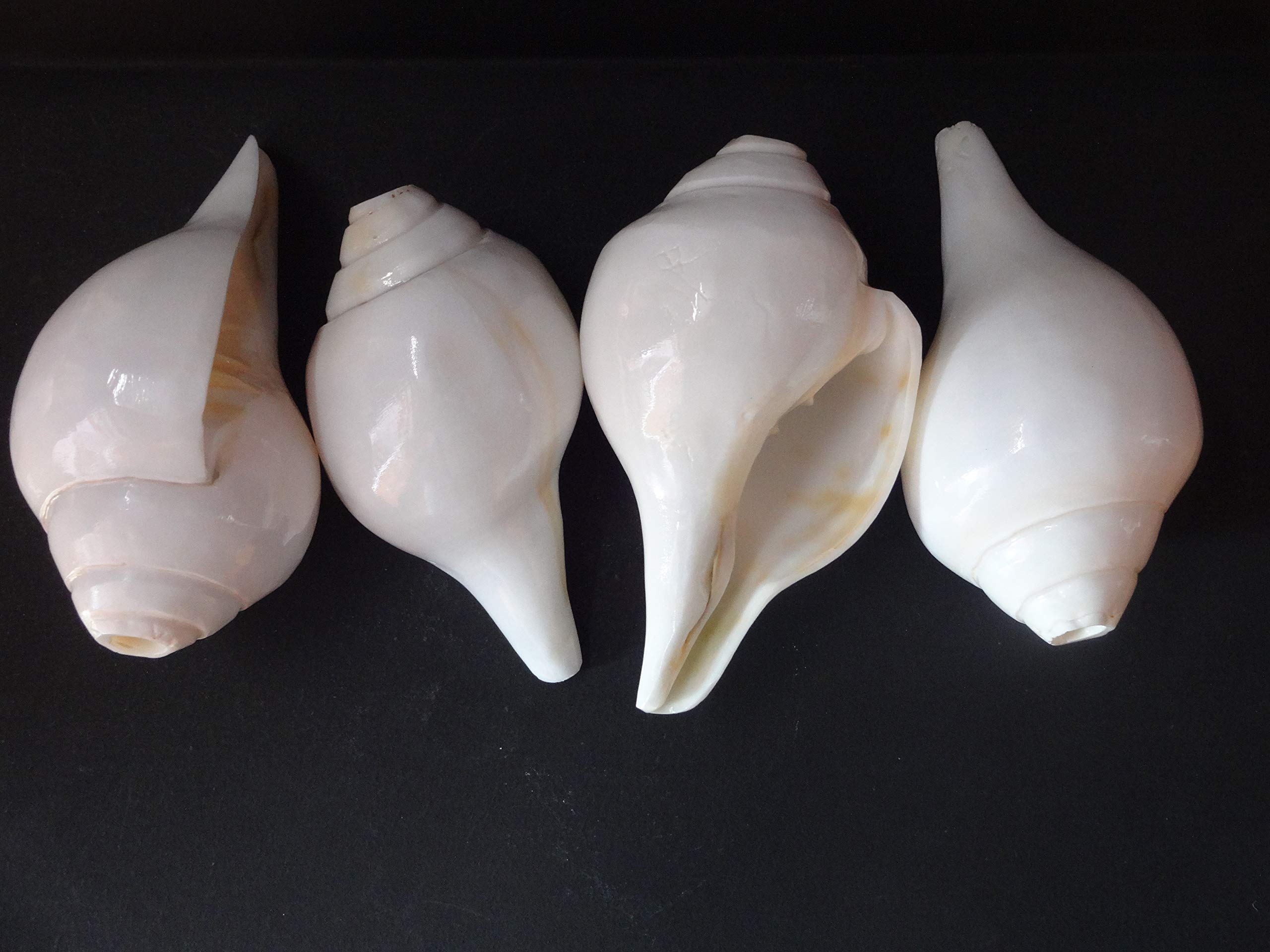 Original Shankh de soufflage (VAMAVARTI BAJEWALA) - Coquille de conque - Shankh fort et grand Blowing Shankh Conch Shankha de coquillage de mer pour force pulmonaire/immunité 6"inch blanc