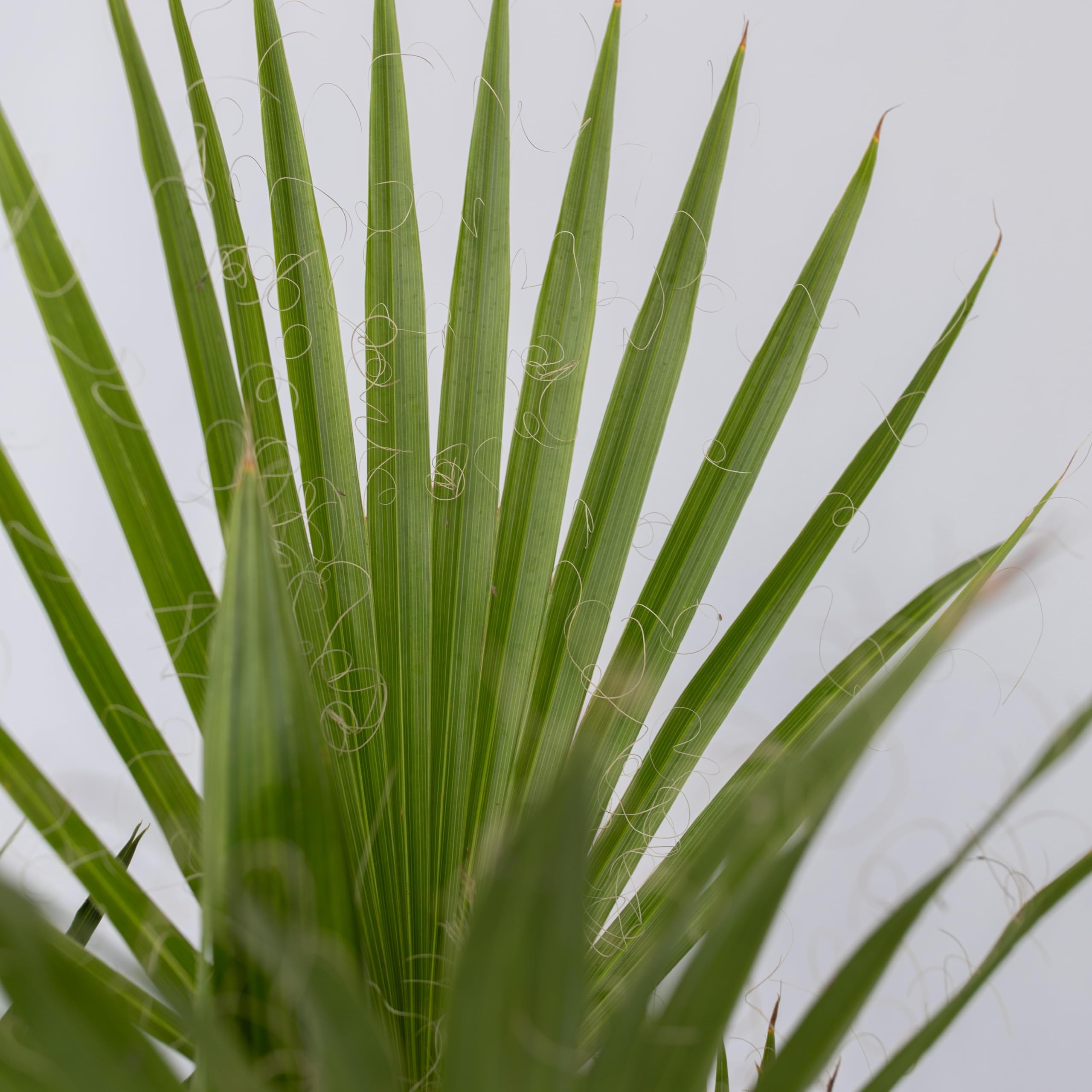 Plant in a Box - Palmiers d'extérieur - Mélange de 3 plantes - Pot 15cm - Hauteur 50-70cm