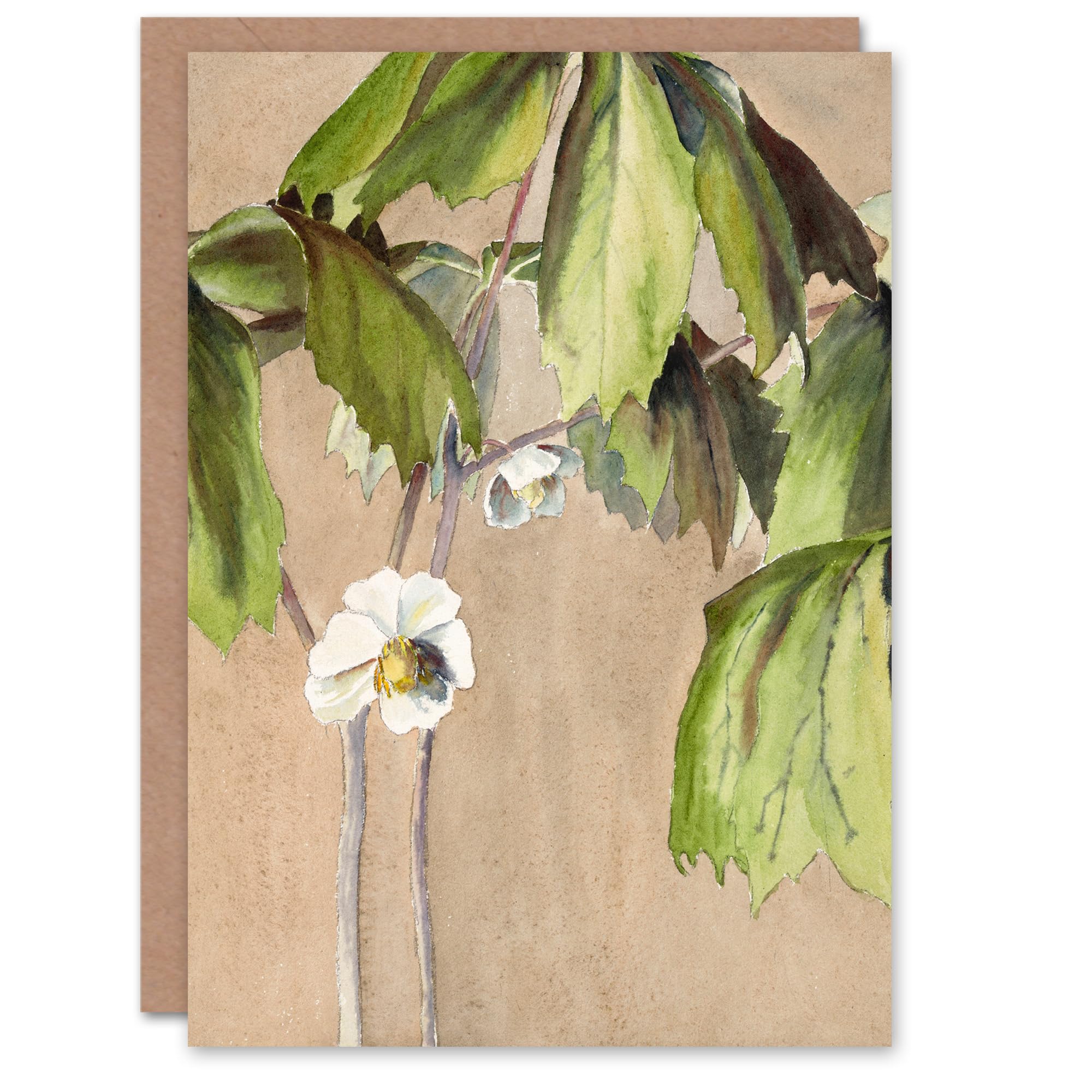 Artery8 Hannah Borger Overbeck Art Card May Apple Flower Watercolour
