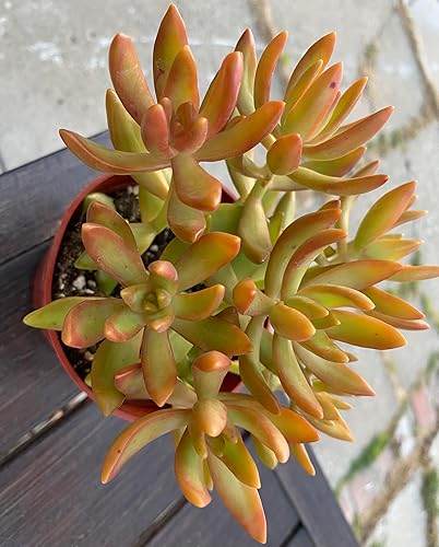 Miniatura 5 de Live Succulent Plant, Sedum Adolphii Firestorm in 4 Inch Red Pot, Drought Tolerant Indoor Decorative Plant with Soil, Green and Orange Leaves