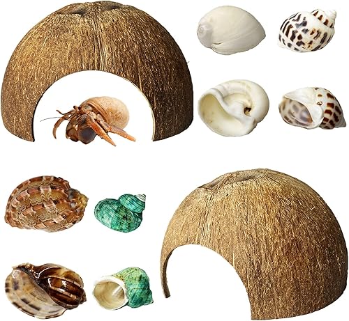 kathson 2 Pcs Natural Coconut Shells Hut, 8 Pcs Hermit Crab Shells Coconut Hide Reptile Hideout Assorted Turbo Growth Shells for Fish Tank Decoration Reptile Habitat (10Pcs)