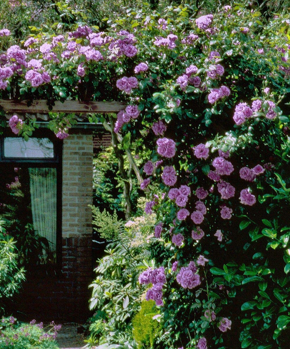 ROYAL LAND Rare Grafted Purple Angel Face Climbing Rose perinnial Flower 1 Healthy Live Plant (B083JJNR1Y) Amazon Price History, Amazon Price Tracker