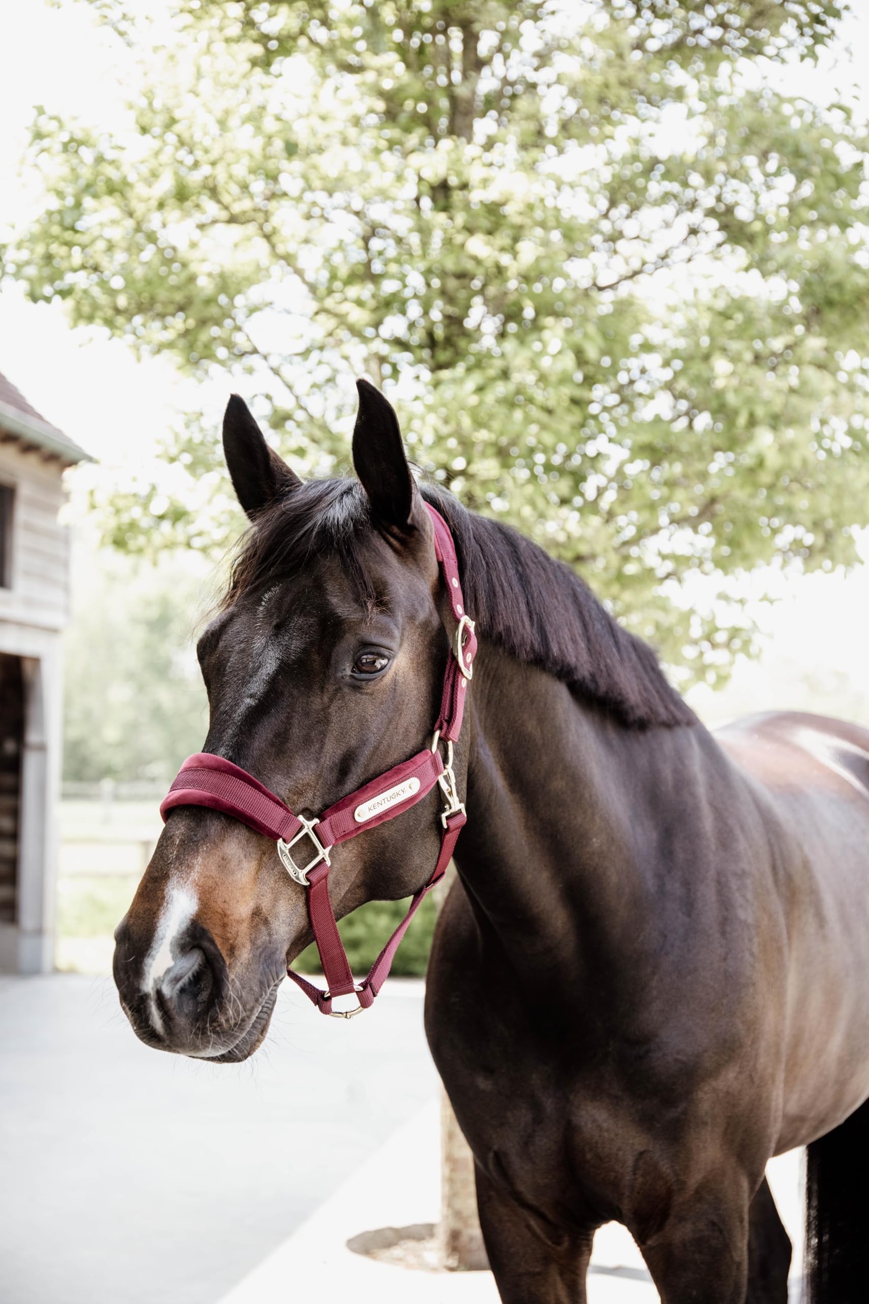 Kentucky Horsewear - Halfter - Samt - Bordeaux - Cob