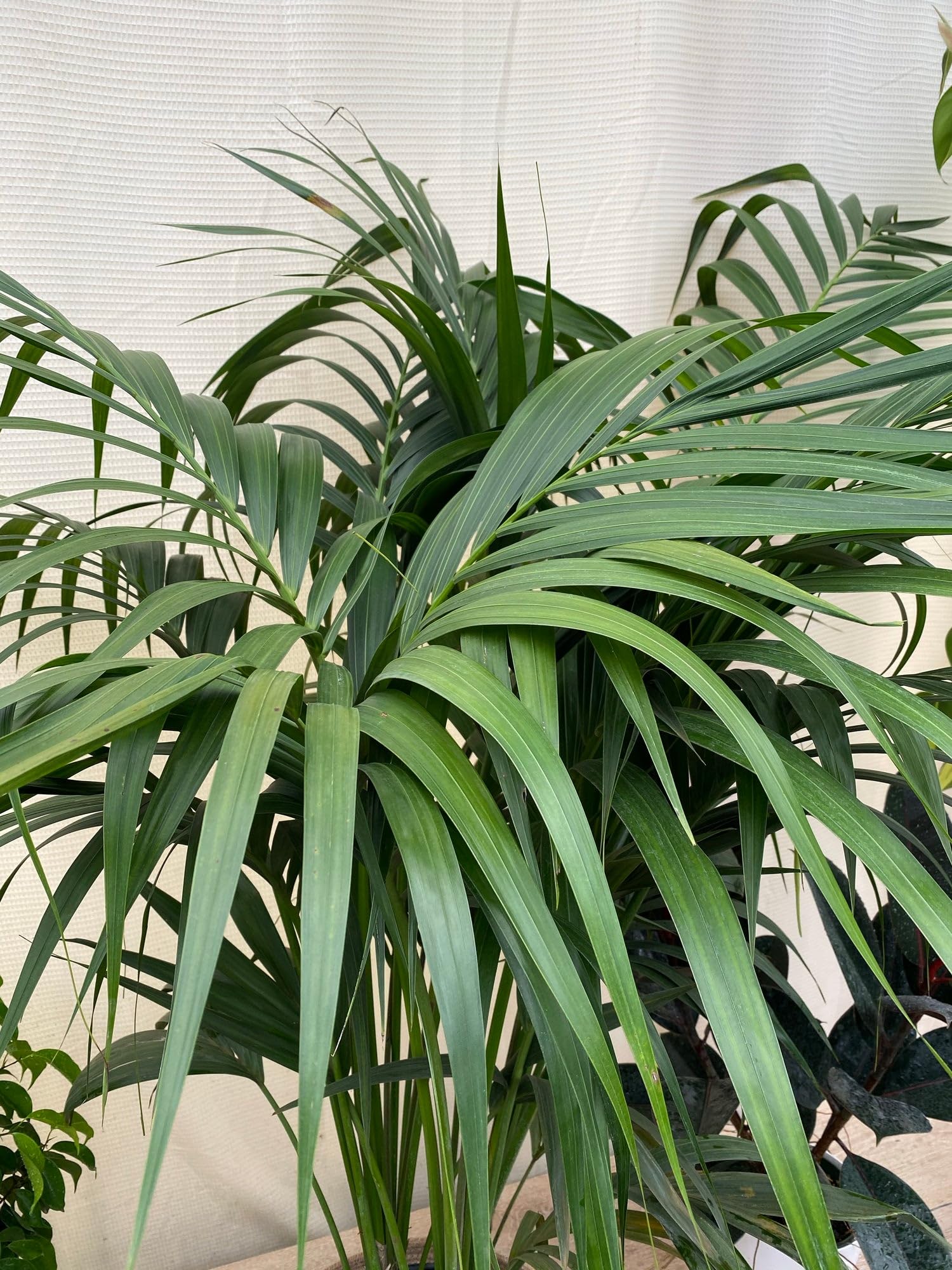 Amazon.com : Kentia Palm Tree, Howea Forsteriana, Live Plant - Exotic and  Rare Indoor/Outdoor Plant, Tropical Garden Plant, Low Maintenance, Air  Purifying Plant (6in Pot, 1-2ft Single Stem) : Patio, Lawn &