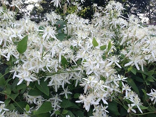 Miniatura 3 de 1220-Confederate Jasmine Vine (Trachelospermum) Seeds por Robsrareandgiantseeds UPC0764425789031 Sin OMG, orgánico, cultivador estadounidense,