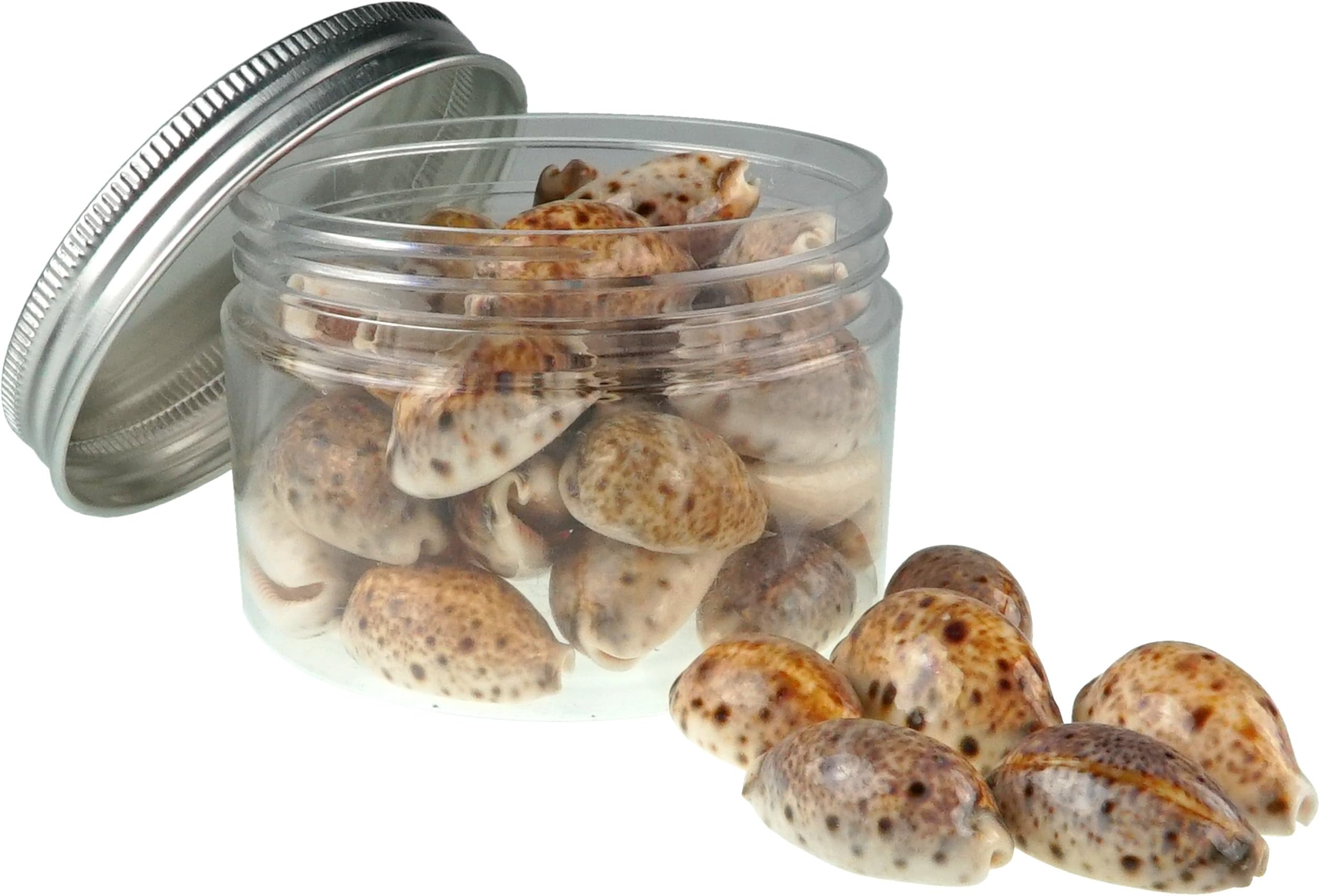 Quality Selected Seashells - Lynx Cowrie Shell : Cypraea Lynx - shells for Seashell Vases, Boxes, Picture Frames, Jewelry Making & Mini Garden Miniature