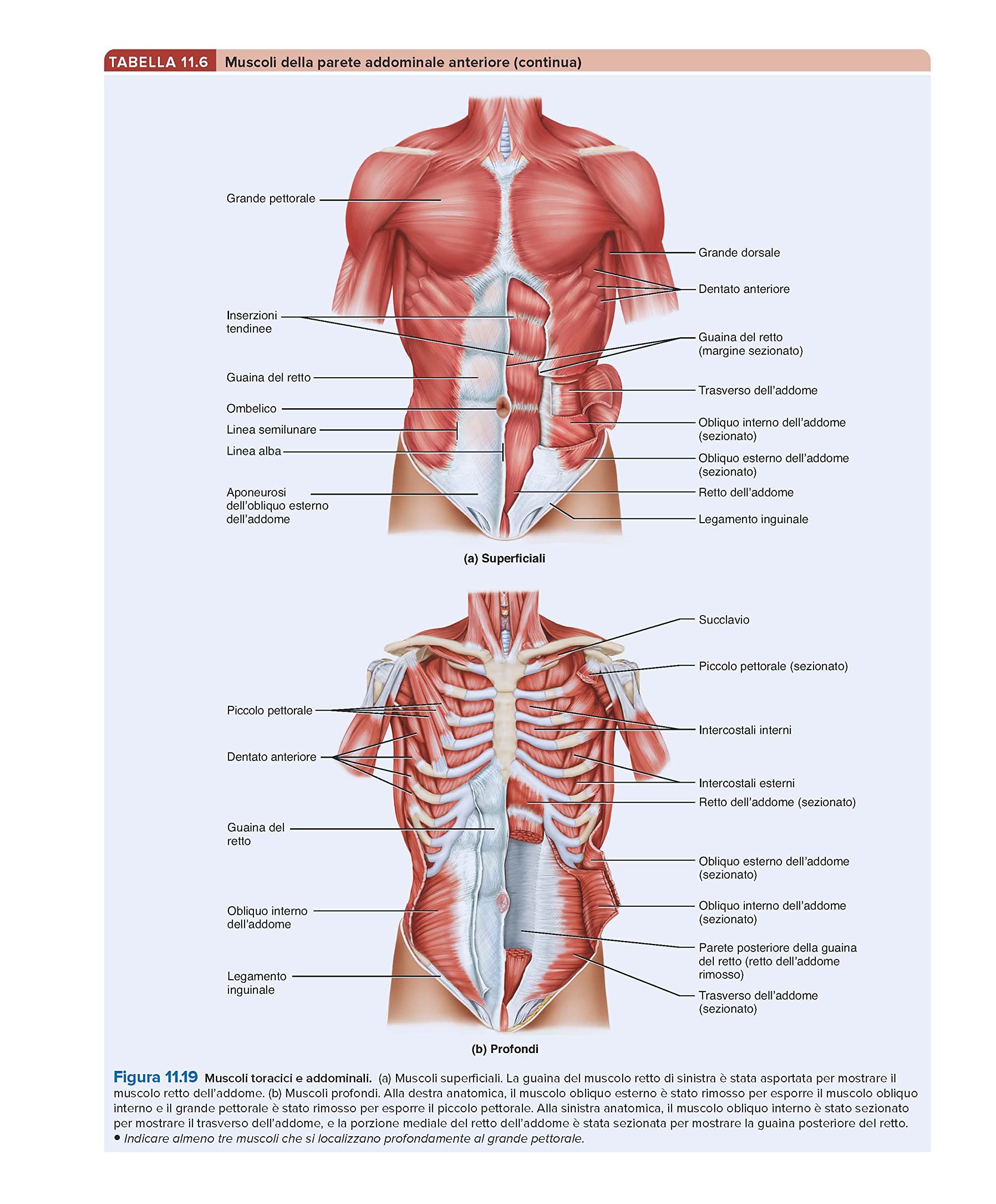 Anatomia umana