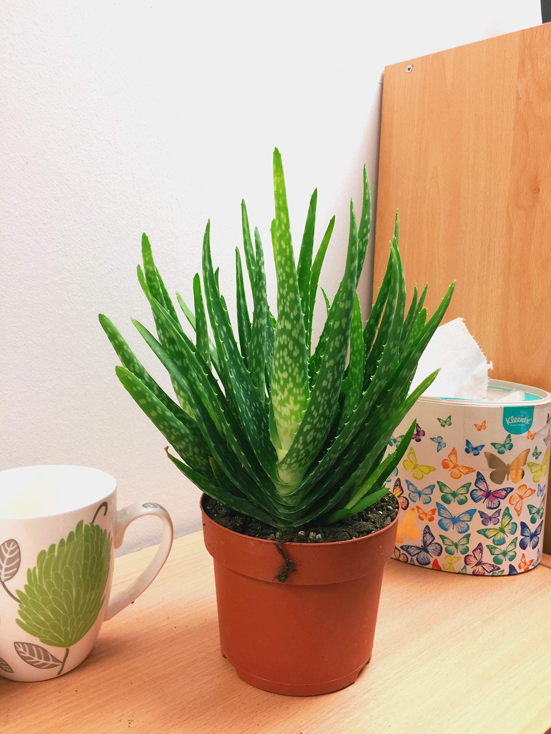 1 Aloe Vera Live Plant in 10cm Pot Medicinal House Barbadensis Miller